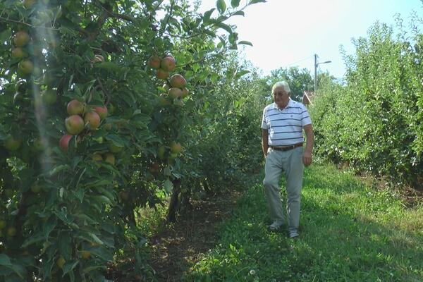 BERBA JABUKA U OVOM DELU SRBIJE JE U PUNOM JEKU: Sve se rumene, PRSTE DA POLIŽETE, a evo koliko je KILOGRAM