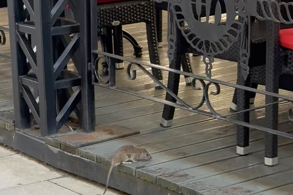 NEOČEKIVANI GOST SE POJAVIO U BAŠTI KAFIĆA U ČAČKU: Ljudi nisu bili baš oduševljeni NJEGOVOM POJAVOM (FOTO)
