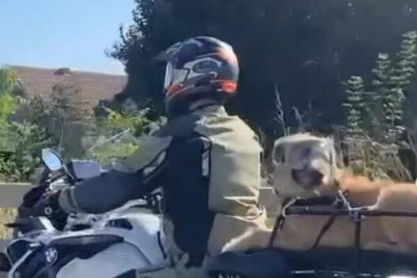 BAJKER KOJI VOZI PSA ODUŠEVIO BEOGRAĐANE: Svi mu pišu da je GENIJALAC zbog toga što je uradio (VIDEO)