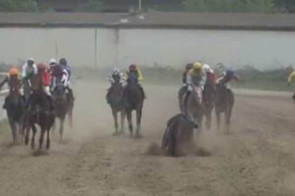 HOROR NA BEOGRADSKOM HIPODROMU: Džokej pao sa konja, pa iznet na nosilima - UZNEMIRUJUĆI VIDEO!