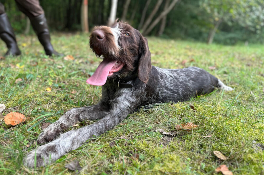 EVO ZAŠTO PSI IGNORIŠU ODREĐENE LJUDE: Prvo nanjuše OVO i odmah ih precrtaju