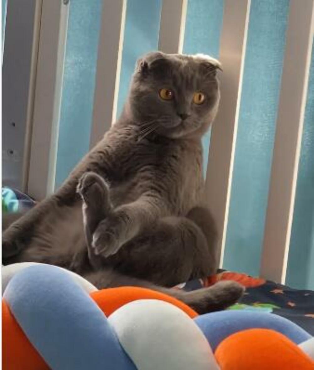 Mačka, Dete i mačka