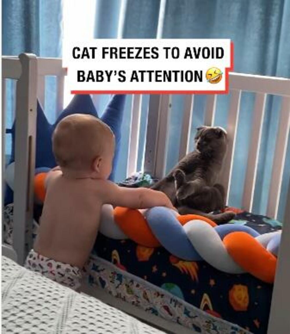 Mačka, Dete i mačka