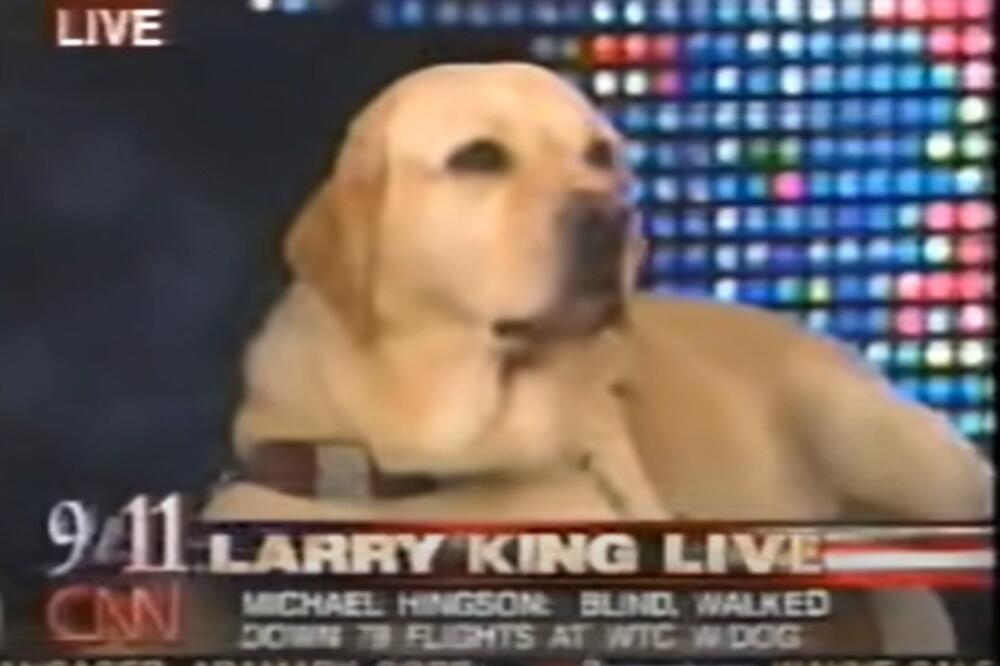 ROZEL JE BILA PRAVA HEROINA! Sećanje na psa koji je spasao slepog vlasnika iz Svetskog trgovinskog centra