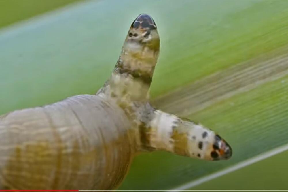 DA LI STE ČULI ZA "PUŽA ZOMBIJA" KOJI IGRA? Nastaje zbog OVE JEZIVE STVARI, mnogima će PRIPASTI MUKA (VIDEO)