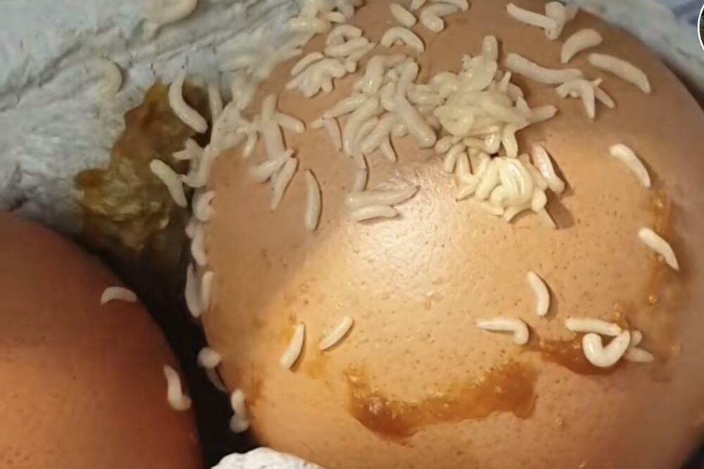 "DOBRO PILIĆI NE IZLAZE": Gledajte samo u KAKVOM STANJU su jaja u prodavnici, FUUUJ! (FOTO)