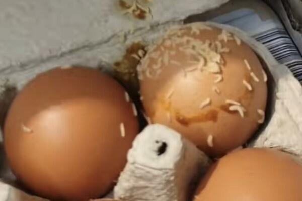PROFESOR REKAO DA LI SMEJU DA SE JEDU JAJA KOJIMA JE PROŠAO ROK: U jednoj situaciji ćete SIGURNO dobiti SALMONELU