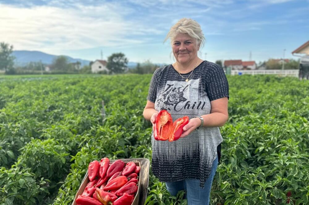 SAMO JEDNA ILI DVE JANINE DŽINOVSKE PAPRIKE DOVOLJNE SU ZA RUČAK ZA CELU PORODICU: Cena za kilo 180 dinara (FOTO)