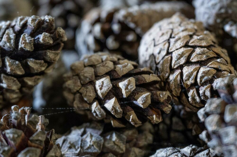 ŠIŠARKE U SRBIJI VREDE KAO SUVO ZLATO: Možda ćemo morati da UVOZIMO ovaj izdanak četinara, a evo i zašto!