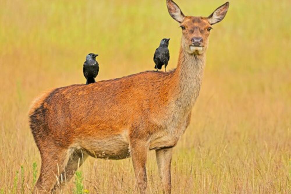 ČUVARI SPASILI JADNU SRNU: Kada su je pronašli, primetili su UŽAS KOJI JOJ JE ZAKAČEN NA USTA