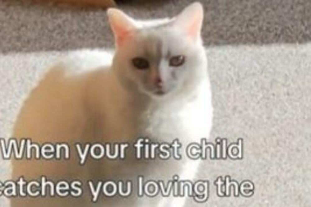 MAČKA STRELJALA POGLEDOM SVOJU VLASNICU JER JE URADILA OVO: Nikad joj neće oprostiti, sve PUCA OD LJUBOMORE (VIDEO)