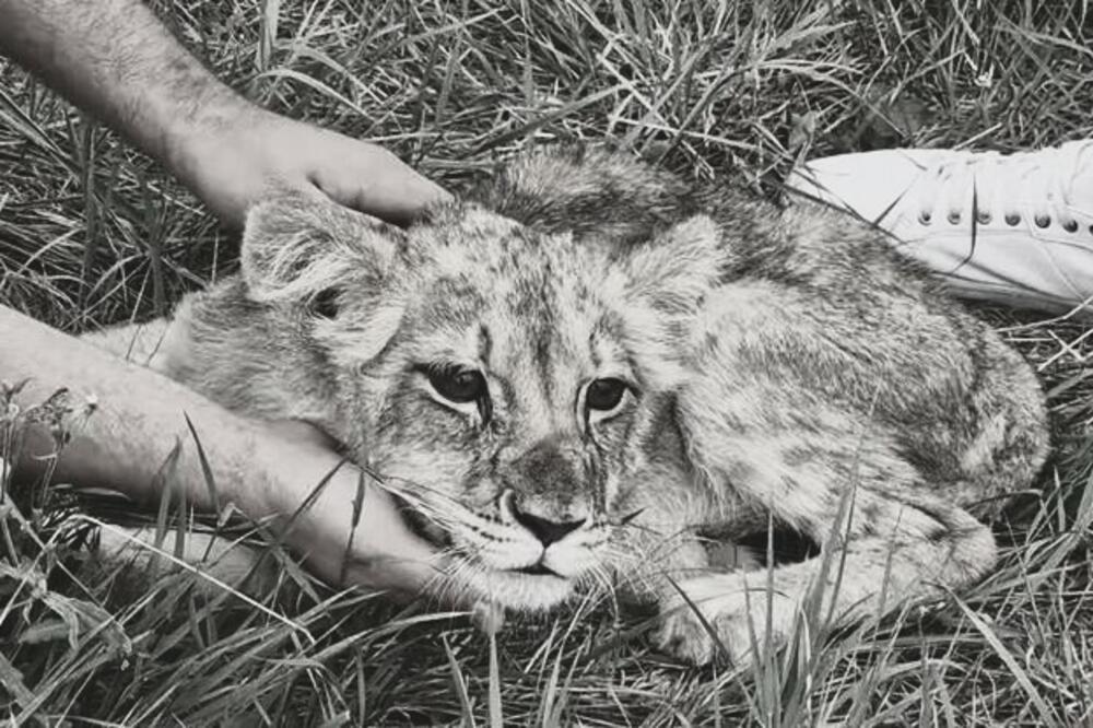 "TRČI TAMO GDE NE VLADA ZLO": Srceparajuć OPROŠTAJ od lavice KIKI, poslata SNAŽNA PORUKA onom ko ju je POVREDIO!