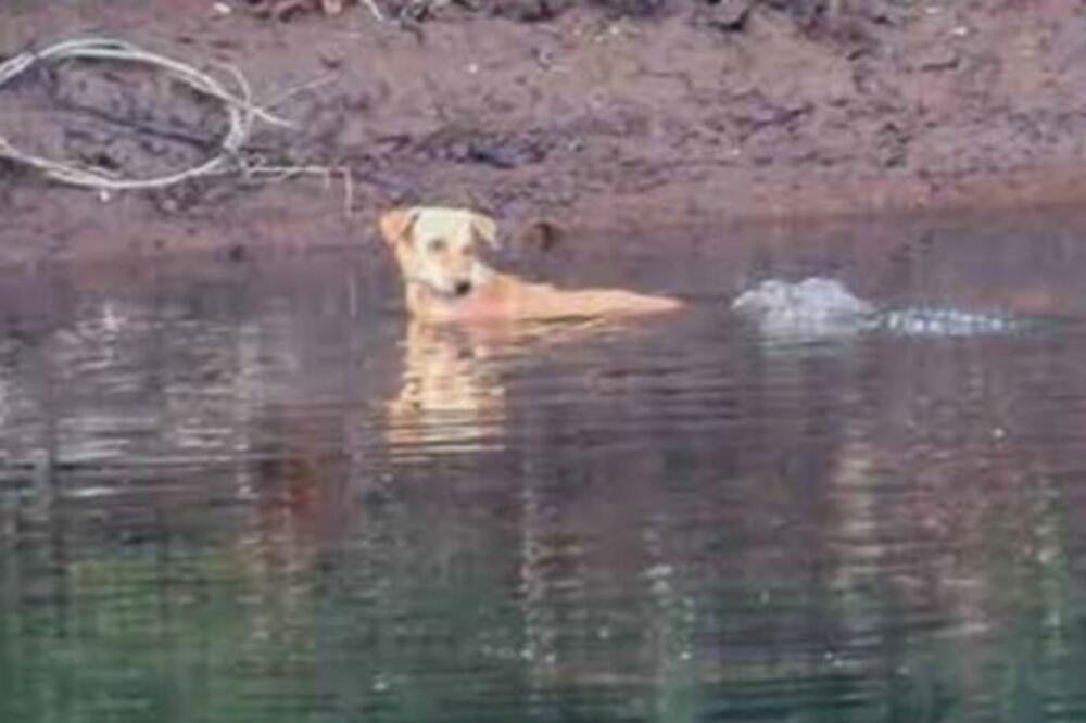 PAS USKOČIO U VODU PUNU KROKODILA: Ono što se desilo posle toga NATERAĆE VAS NA SUZE (VIDEO)