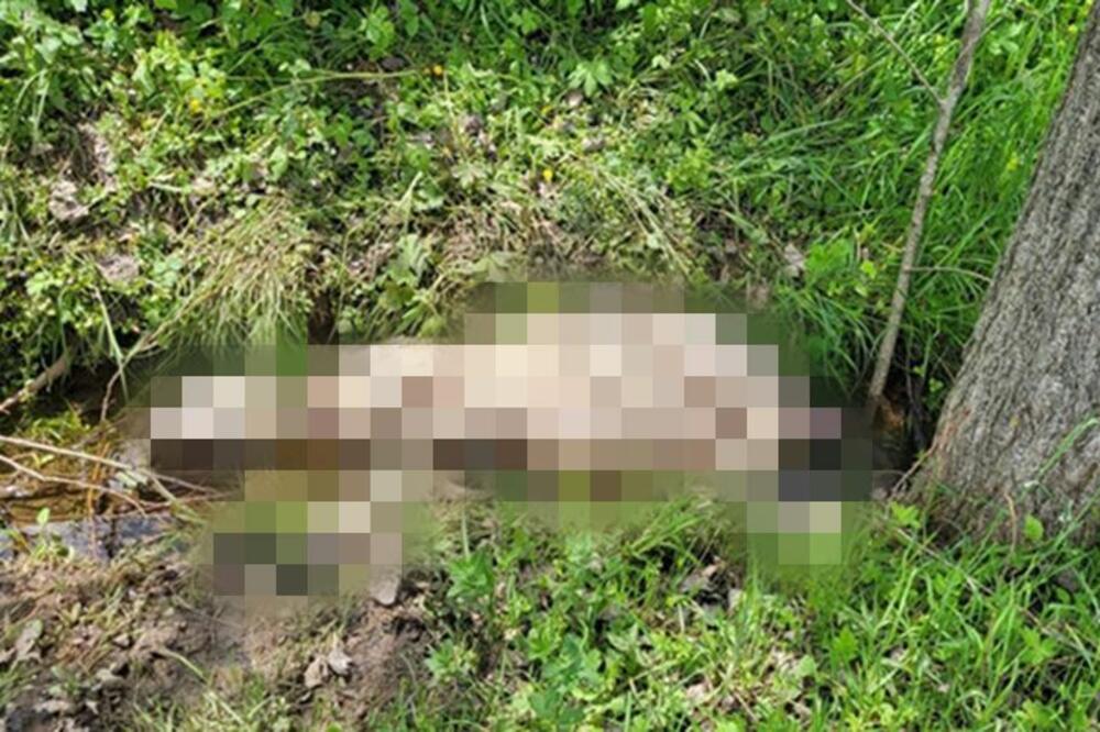 MEDVED U IVANJIČKOM SELU PODIVLJAO: Upao u štalu i izvršio krvavi pir, MEŠTANI U STRAHU! (FOTO)