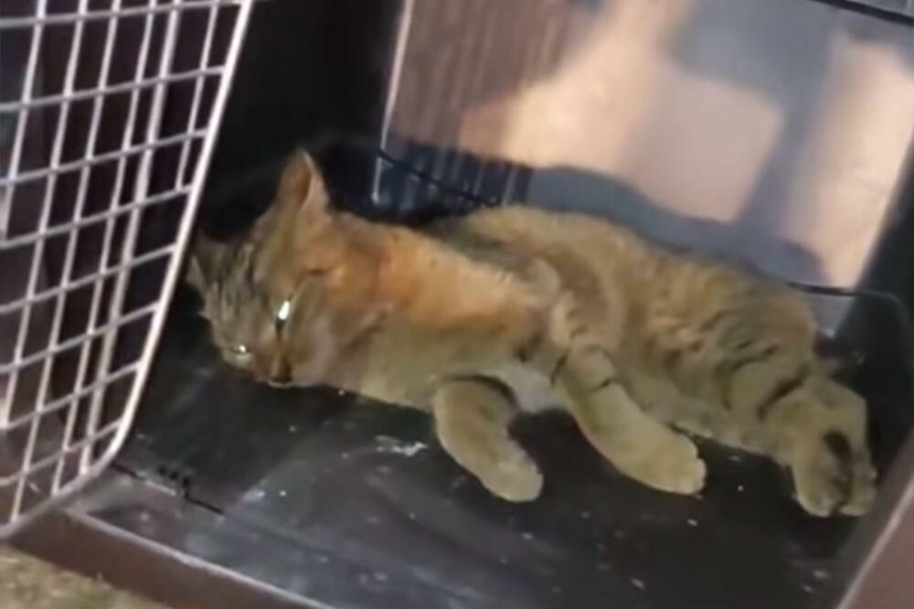 DIVLJA MAČKA PRONAĐENA KOD NIŠA: Ne može da pomera noge, a ono što joj se desilo je PORAŽAVAJUĆE (FOTO)