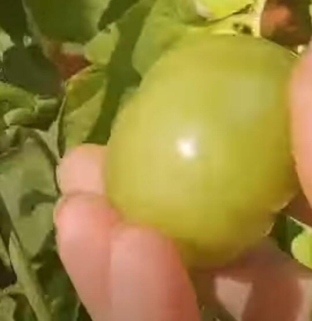 Zeleni paradajz