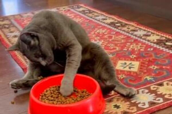 MAČKA POSTALA PRAVI HIT NA INTERNETU, VIDEO JE POGLEDALO VIŠE OD 9 MILIONA LJUDI: Ono što je uradila tera na SUZE