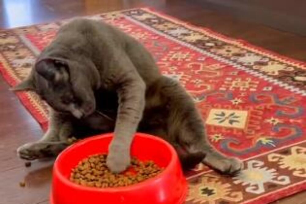 MAČKA POSTALA PRAVI HIT NA INTERNETU, VIDEO JE POGLEDALO VIŠE OD 9 MILIONA LJUDI: Ono što je uradila tera na SUZE