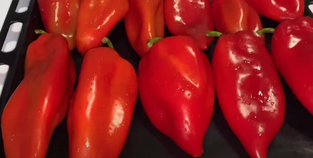 Crvene paprike u plehu