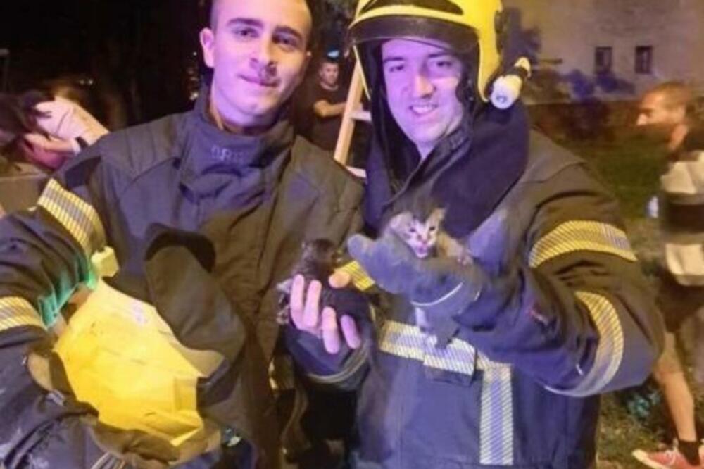 MAČIĆI KOJI SU BAČENI U KONTEJNER NA LIMANU TRAŽE NOVI DOM I BRIŽNE VLASNIKE: Vatrogasci ih jedva SPASILI