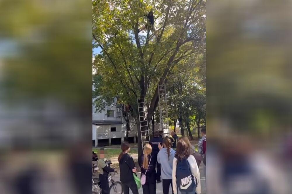 KLINAC SE POPEO, PA NE ZNA DA SIĐE: Zbog ovog dečaka morali su da reaguju vatrogasci u Železniku (VIDEO)