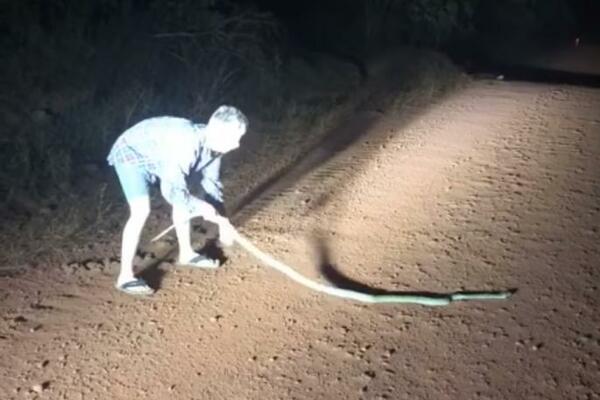 PRIŠAO JE ZMIJI SA LEĐA I POVUKAO JE ZA REP: Ono što se desilo, zaista ledi krv u žilama, sve je snimljeno (VIDEO)