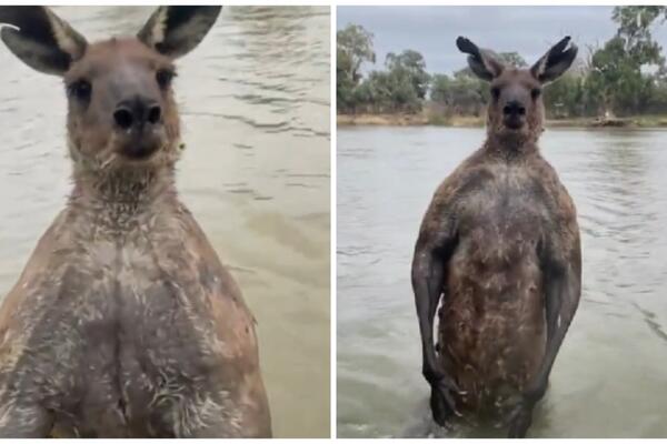 KAKAV MAJK TAJSON, ČEKAJTE DA VIDITE OVOG KENGURA! Muškarac uleteo da spasi PSA, u sekundi je PATOSIRAN (VIDEO)