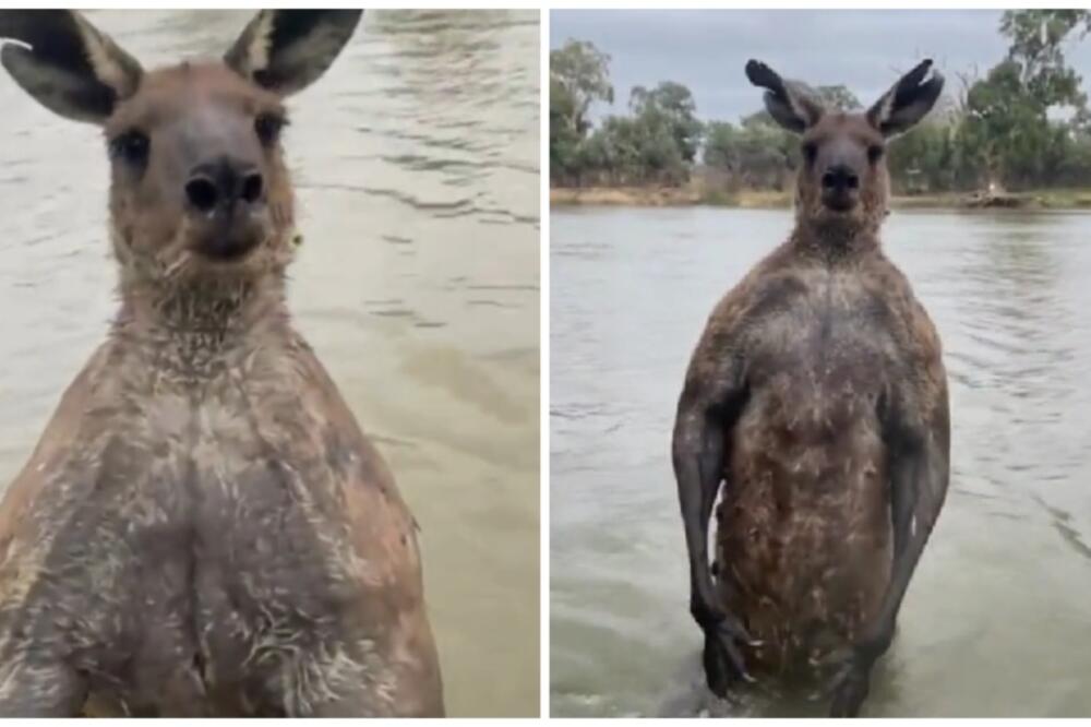 KAKAV MAJK TAJSON, ČEKAJTE DA VIDITE OVOG KENGURA! Muškarac uleteo da spasi PSA, u sekundi je PATOSIRAN (VIDEO)