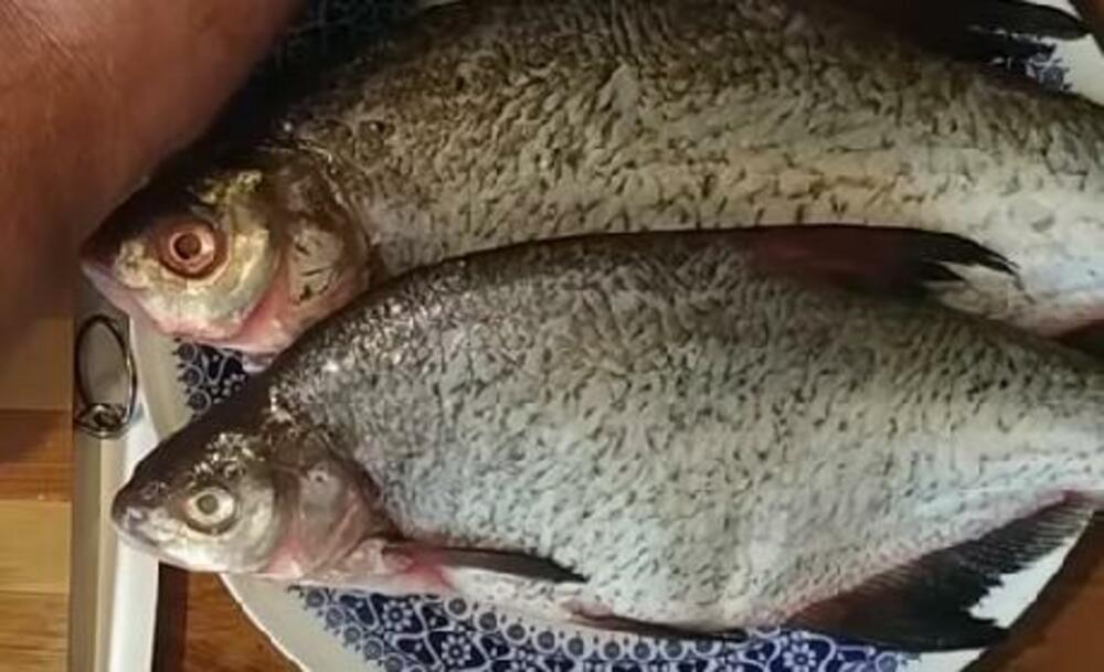 Riba za riblju čorbu