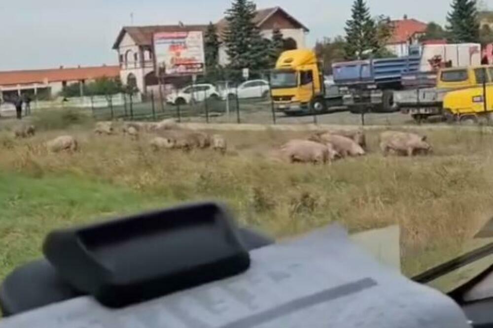 "BIĆE NOĆAS ČVARAKA": Hit snimak sa KRUŽNOG TOGA u Pećincima NAPRAVIO HAOS na MREŽAMA! (VIDEO)