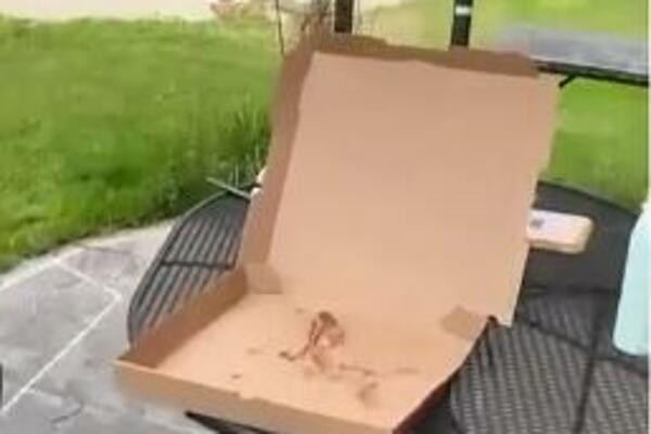 OTVORIO USTA DA POJEDE PICU, A ONDA JE NA NJEGA NALETEO GALEB: Zbog onog što se desilo MILIONI SU OSTALI U NEVERICI