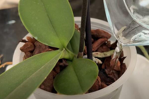 ZALIVAJTE ORHIDEJU SAMO SA OVIM I ONA ĆE RASTI KAO LUDA: Stara caka domaćica - samo one znaju kakav efekat ima