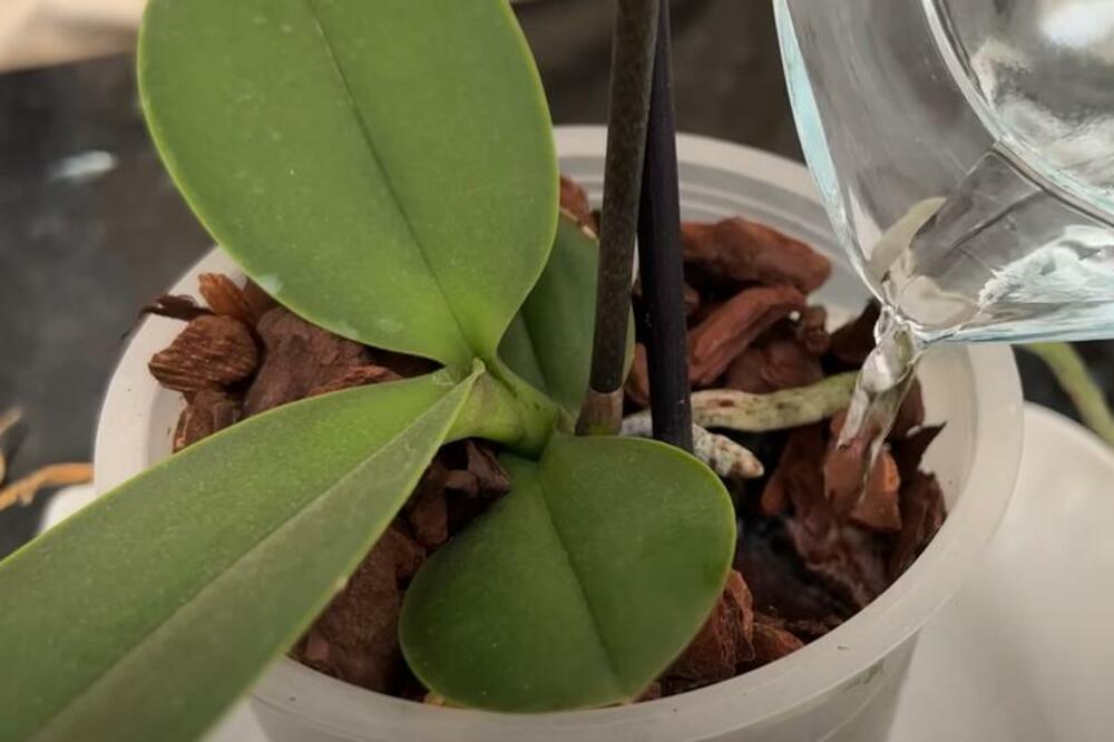 ZALIVAJTE ORHIDEJU SAMO SA OVIM I ONA ĆE RASTI KAO LUDA: Stara caka domaćica - samo one znaju kakav efekat ima