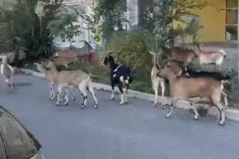 ŠOK I NEVERICA NA NOVOM BEOGRADU: Sve oči uprte u blokove, nikome nije jasno otkud STADO KOZA ovde?! (FOTO/ VIDEO)