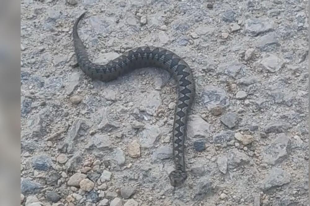 "KADA MU JE STIGAO POZIV, NI SAM NIJE OČEKIVAO ŠTA ĆE ZATEĆI": Užički hvatač zmija uspeo neverovatnu stvar!