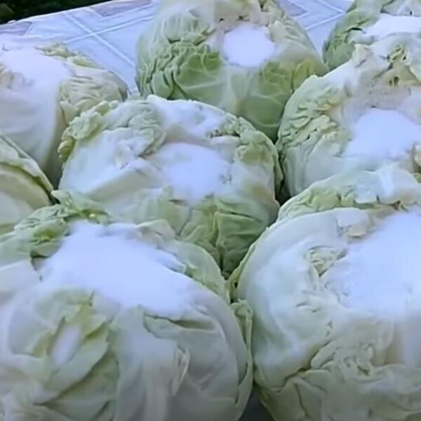 Kako da ukiselite kupus za svega 12 sati? Da, moguće je – uz ova 4 sastojka i 2 posude