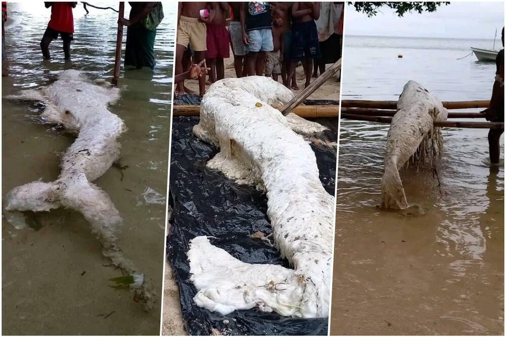 VODA IZBACILA ČUDNO STVORENJE NA OBALU OSTRVA! Meštani ga odmah zakopali, a naučnici TVRDE OVO (FOTO)