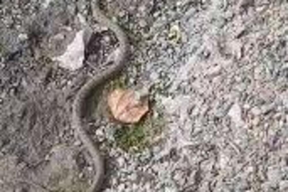 OTKUD ZMIJA USRED OKTOBRA U SRBIJI? Pogledajte samo gde su je našli, snimak kruži zemljom (VIDEO)