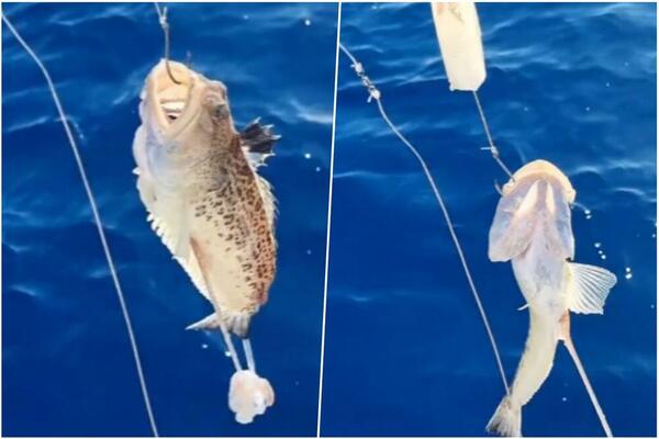 OVO JE NAJOTROVNIJA RIBA JADRANA! Njen ubod NEOPISIVO BOLI, moguć je gubitak SVESTI, a JEDNO nikako nemojte RADITI