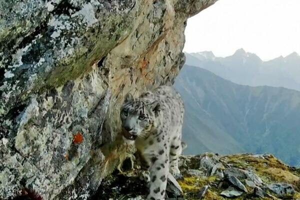 Sičuan: Snežni leopardi žive u staništu džinovskih pandi (VIDEO)