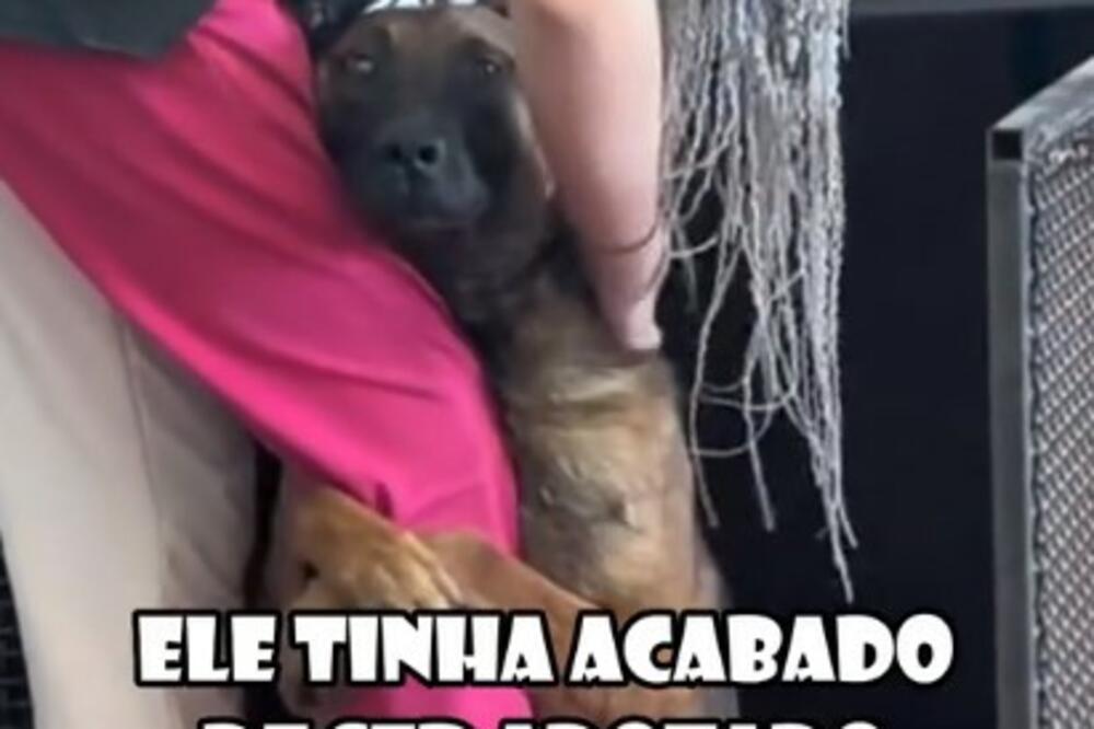 DEVOJKA DOŠLA U AZIL ZA PSE, A O REAKCIJI NEMAČKOG OVČARA SVI PRIČAJU: Mislio da će ga ona udomiti, ali... (VIDEO)