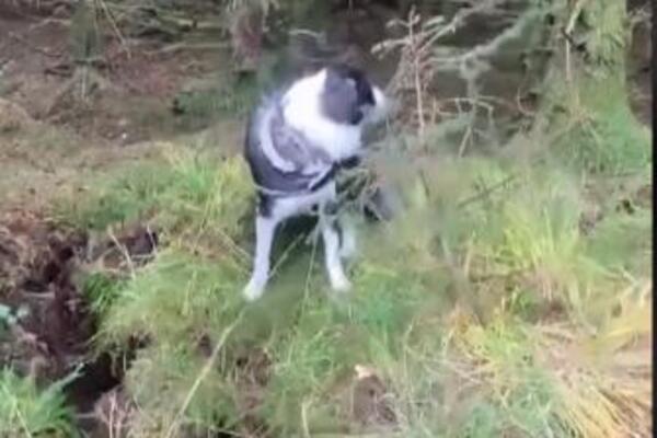 VLASNIK ŠETAO PSA ŠUMOM I ZEMLJA SE ODJEDNOM PODIGLA: Životinja se IZBEZUMILA, ovo do sada NISTE VIDELI (VIDEO)