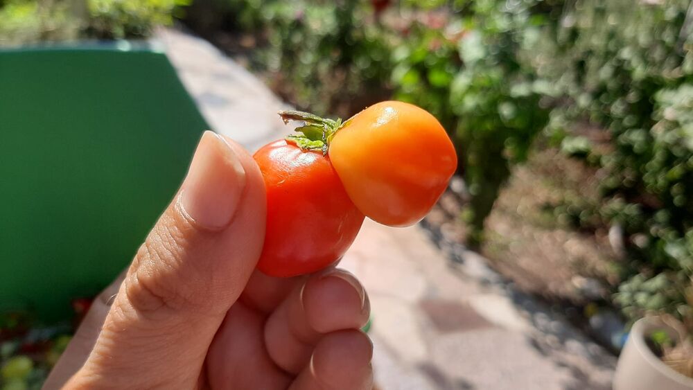 Paprika