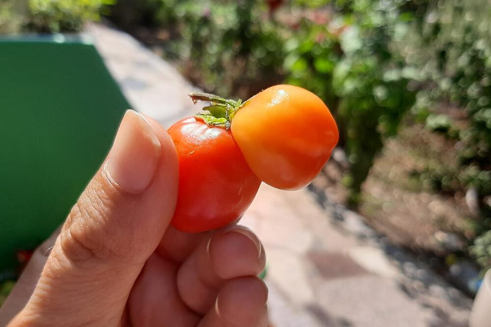 ĐORĐE PRONAŠAO NESVAKIDAŠNJI PLOD PAPRIKE: Prvi put VIDE TAKO NEŠTO i uprkos težini bliznakinje... (FOTO)