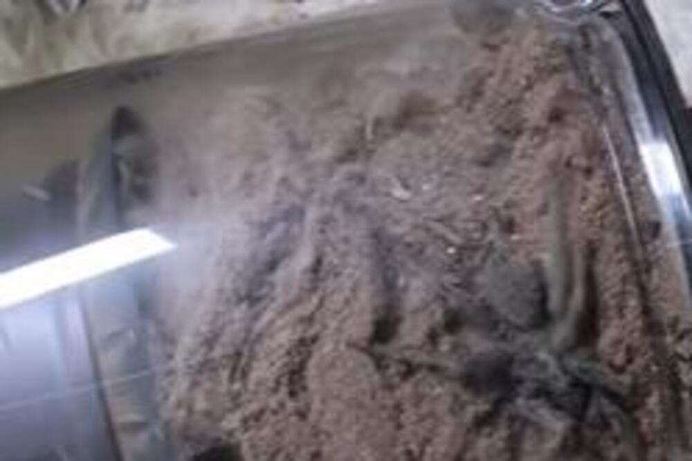 AKO OVO URADITE SA SVOJIM USISIVAČEM RADIĆE KAO NOV: Niste ni svesni kakvo je to OLAKŠANJE, oduševićete se