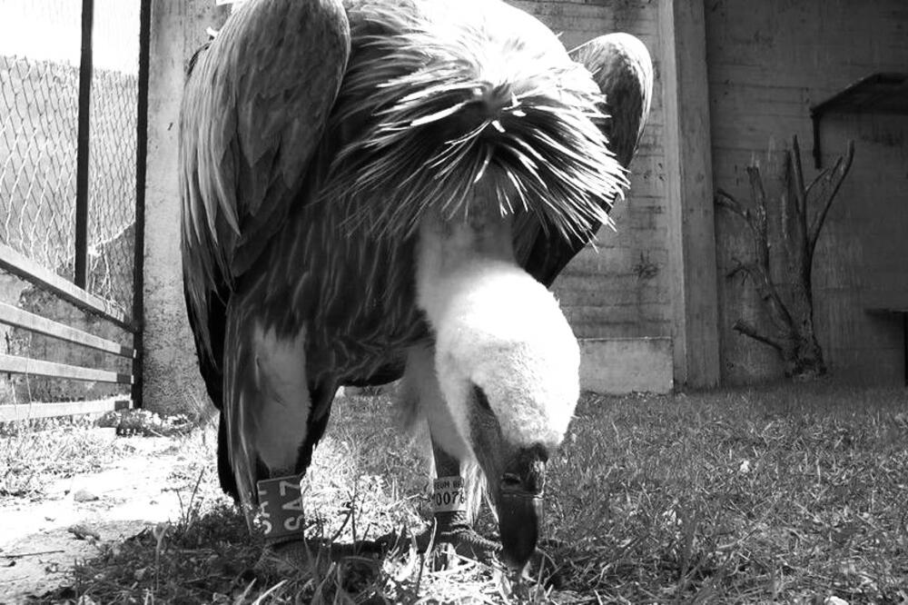 Tuga i šok! Beloglavi sup povratio florescentni sadržaj i uginuo