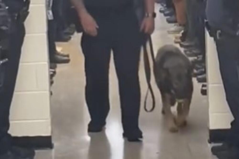 EMOTIVAN ISPRAĆAJ BOLESNOG POLICIJSKOG PSA RASPLAKAO SVE NA MREŽAMA: Niko nije ostao RAVNODUŠAN na ovaj SNIMAK
