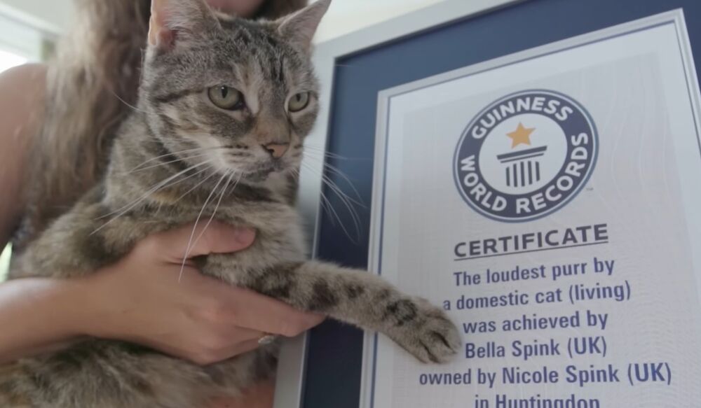 Mačka Bela, svetska rekorderka