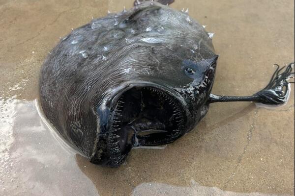 NEMAN IZ OGROMNIH DUBINA PRONAĐENA NA KOPNU: Naučnici fascinirani JEZIVIM stvorenjem! Otkud ona tu... (FOTO/VIDEO)