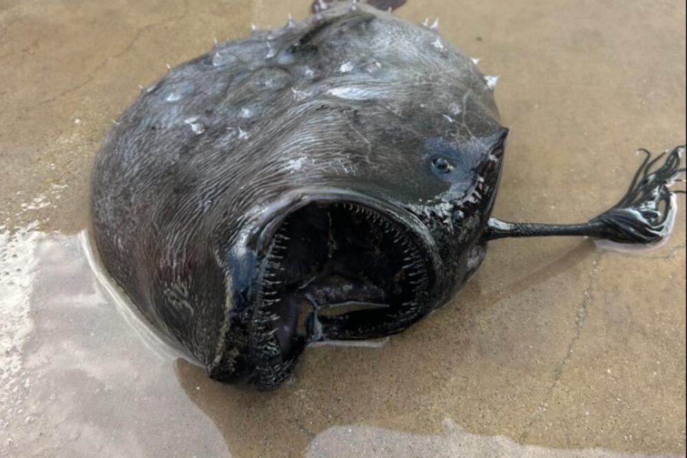 NEMAN IZ OGROMNIH DUBINA PRONAĐENA NA KOPNU: Naučnici fascinirani JEZIVIM stvorenjem! Otkud ona tu... (FOTO/VIDEO)